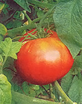 Brandywine tomatoes are proof that looks aren't everything.